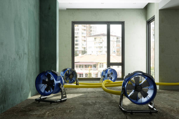 Best Mold removal after water damage  in Galveston, IN